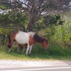 Meet your Posher, Barbara